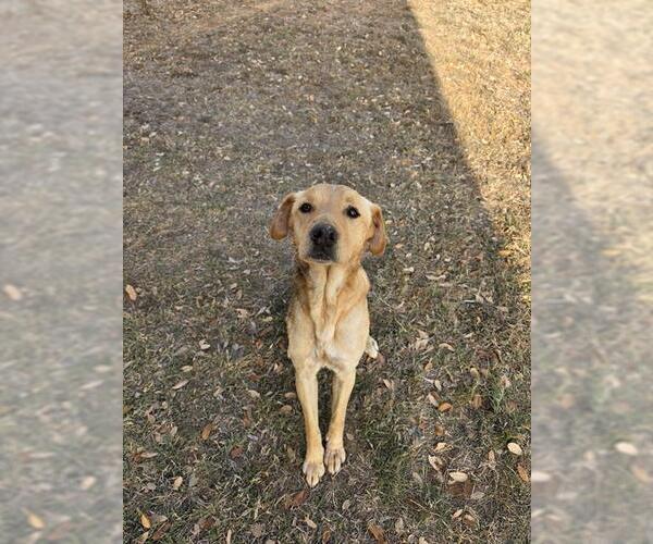 Medium Photo #1 Labrador Retriever-Unknown Mix Puppy For Sale in San Antonio, TX, USA