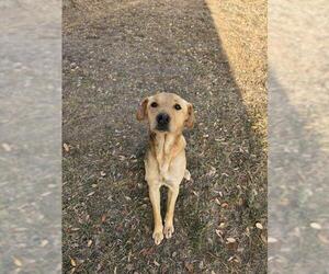 Labrador Retriever-Unknown Mix Dogs for adoption in San Antonio, TX, USA