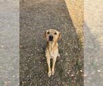 Small Labrador Retriever Mix