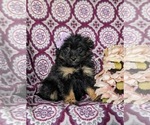 Small Photo #1 Pom-A-Poo Puppy For Sale in OXFORD, PA, USA