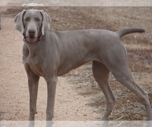 Mother of the Weimaraner puppies born on 01/11/2022