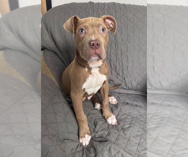 Medium Photo #1 Mutt Puppy For Sale in Muskegon, MI, USA