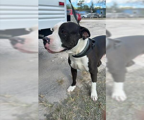 Medium Photo #1 Mutt Puppy For Sale in Houston, TX, USA