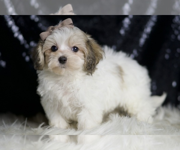 Medium Photo #3 Maltipoo Puppy For Sale in WARSAW, IN, USA