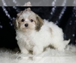 Small #2 Maltipoo