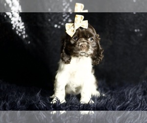 Medium Cocker Spaniel