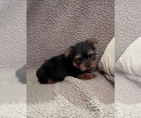 Medium Photo #3 Yorkshire Terrier Puppy For Sale in PRAIRIE DU CHIEN, WI, USA