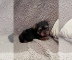 Small #2 Yorkshire Terrier