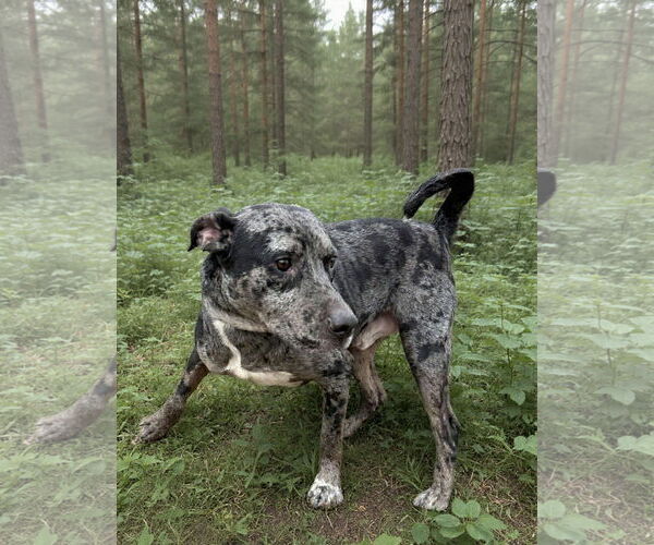Medium Photo #6 Australian Shepherd-Unknown Mix Puppy For Sale in Rustburg, VA, USA