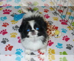 Small Photo #5 Japanese Chin Puppy For Sale in ORO VALLEY, AZ, USA