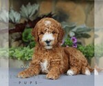 Small #2 Goldendoodle (Miniature)