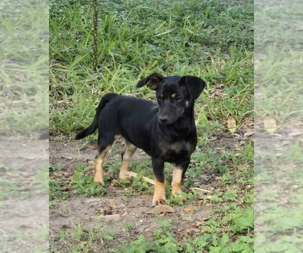 Medium Photo #2 Dachshund-Unknown Mix Puppy For Sale in Brewster, NY, USA