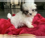 Puppy 4 Zuchon