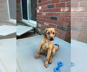 Doxle Dogs for adoption in Aurora, IN, USA