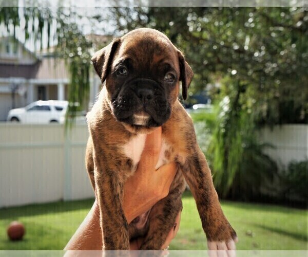 Medium Photo #1 Boxer Puppy For Sale in WINDERMERE, FL, USA