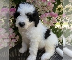 Puppy 1 Bernedoodle