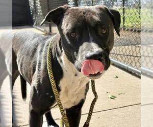 Mutt Dogs for adoption in Tulsa, OK, USA