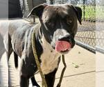 HONDA - Male Mutt Dog for Adoption - Small photo