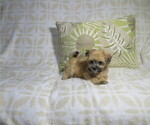 Small Morkie