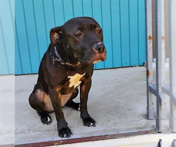 Medium Photo #1 American Staffordshire Terrier Puppy For Sale in San Antonio, TX, USA