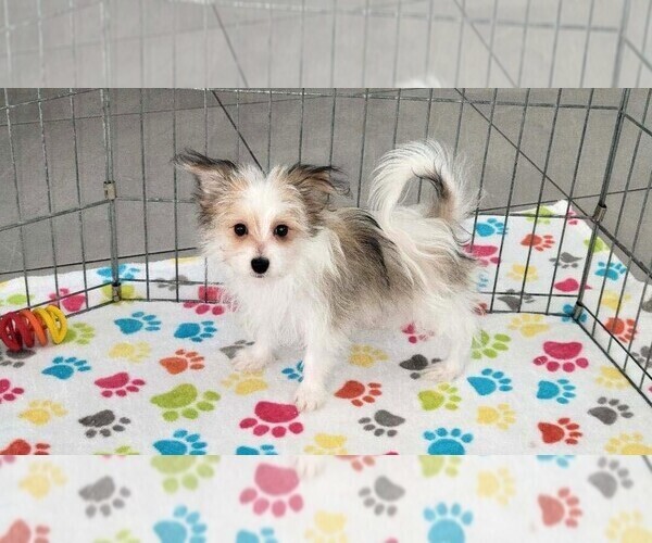 Medium Photo #1 Papitese Puppy For Sale in ORO VALLEY, AZ, USA