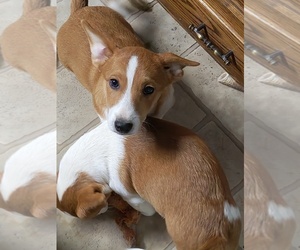 Cojack Puppy for sale in COLUMBUS GROVE, OH, USA