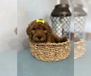 Goldendoodle Puppy for sale in BRADENTON, FL, USA
