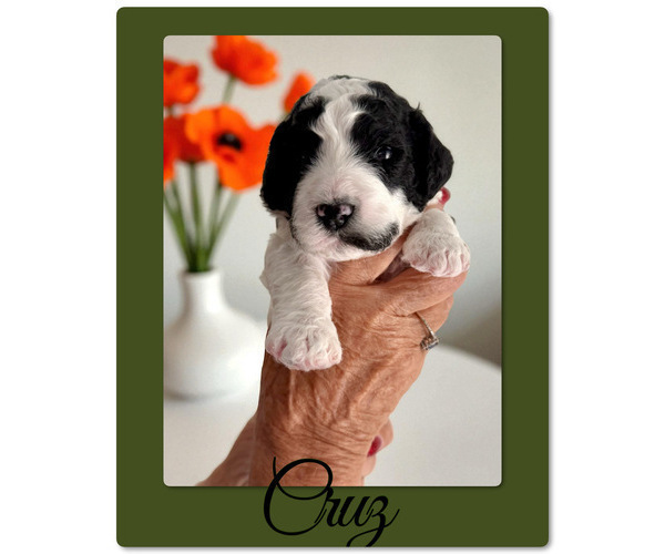 Medium Photo #3 Bernedoodle-Poodle (Standard) Mix Puppy For Sale in MENIFEE, CA, USA