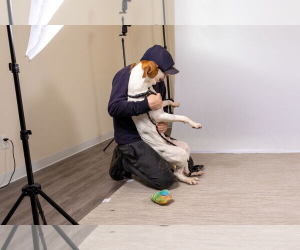 Medium Photo #12 Mutt Puppy For Sale in Rowlett, TX, USA