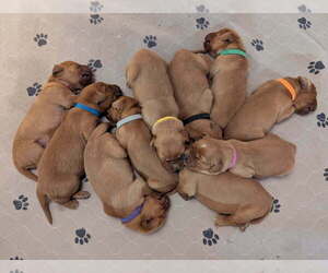 Golden Retriever Puppy for Sale in LABADIE, Missouri USA