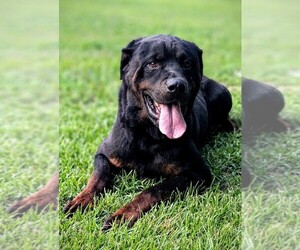 Father of the Rottweiler puppies born on 08/28/2025