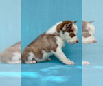 Small #7 Siberian Husky