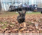 Small Photo #3 German Shepherd Dog Puppy For Sale in FLEISCHMANNS, NY, USA