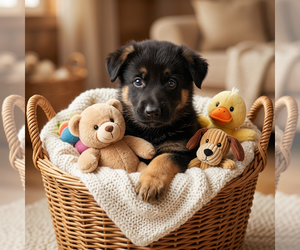 German Shepherd Dog Puppy for Sale in FORDLAND, Missouri USA