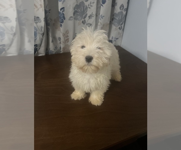 Medium Photo #49 Havanese Puppy For Sale in DURHAM, CT, USA