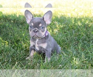 French Bulldog Puppy for sale in WOOSTER, OH, USA