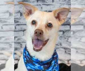 Labrador Retriever-Unknown Mix Dogs for adoption in Kennesaw, GA, USA