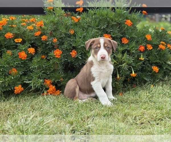Medium Photo #3 Border Collie-Bordoodle Mix Puppy For Sale in AMES, IA, USA