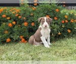Small #2 Border Collie-Bordoodle Mix