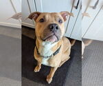 Small #1 American Pit Bull Terrier Mix