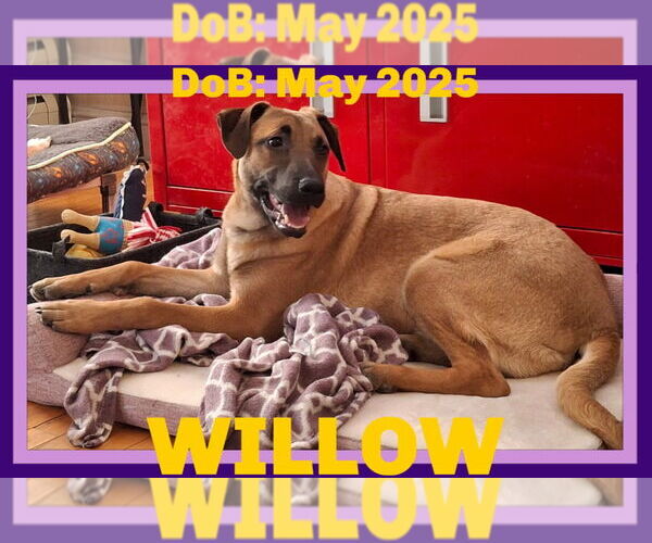 Medium Photo #1 German Shepherd Dog-Unknown Mix Puppy For Sale in Sebec, ME, USA