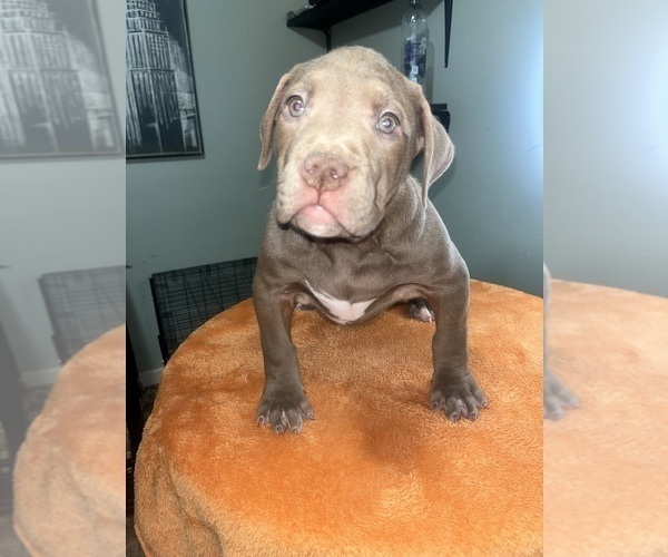 Medium Photo #26 American Bully Puppy For Sale in SNELLVILLE, GA, USA