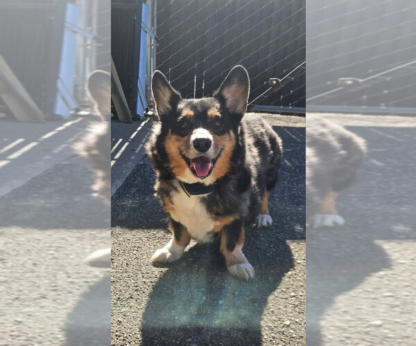 Medium Photo #1 Mutt Puppy For Sale in Maryville, TN, USA