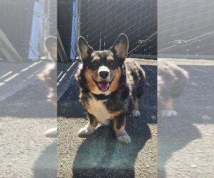 Mutt Dogs for adoption in Maryville, TN, USA