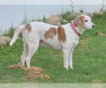 Small #2 Beagle Mix