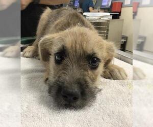 Mutt Dogs for adoption in Riverside, CA, USA