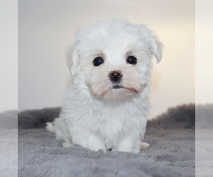 Maltese Puppy for Sale in LOS ANGELES, California USA
