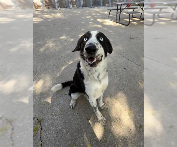 Medium Photo #2 Border Collie Puppy For Sale in Aurora, IL, USA