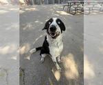 Small #1 Border Collie