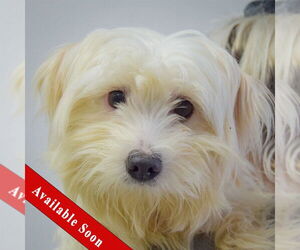 Maltese Dogs for adoption in Huntley, IL, USA
